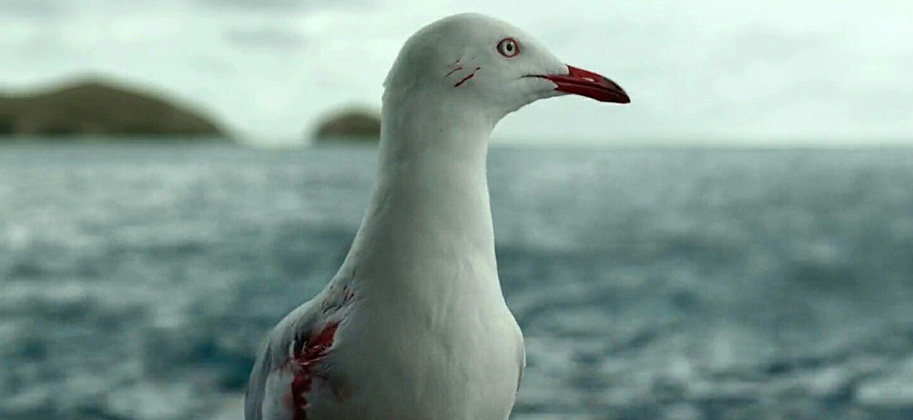 horror movie birds the shallows