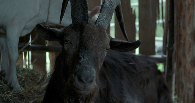 the witch anya taylor joy robert eggers ralph ineson kate dickie horror