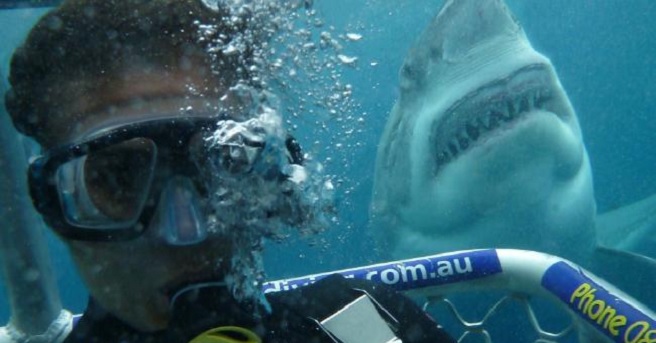 Open Water 3: Cage Dive Gerald Rascionato