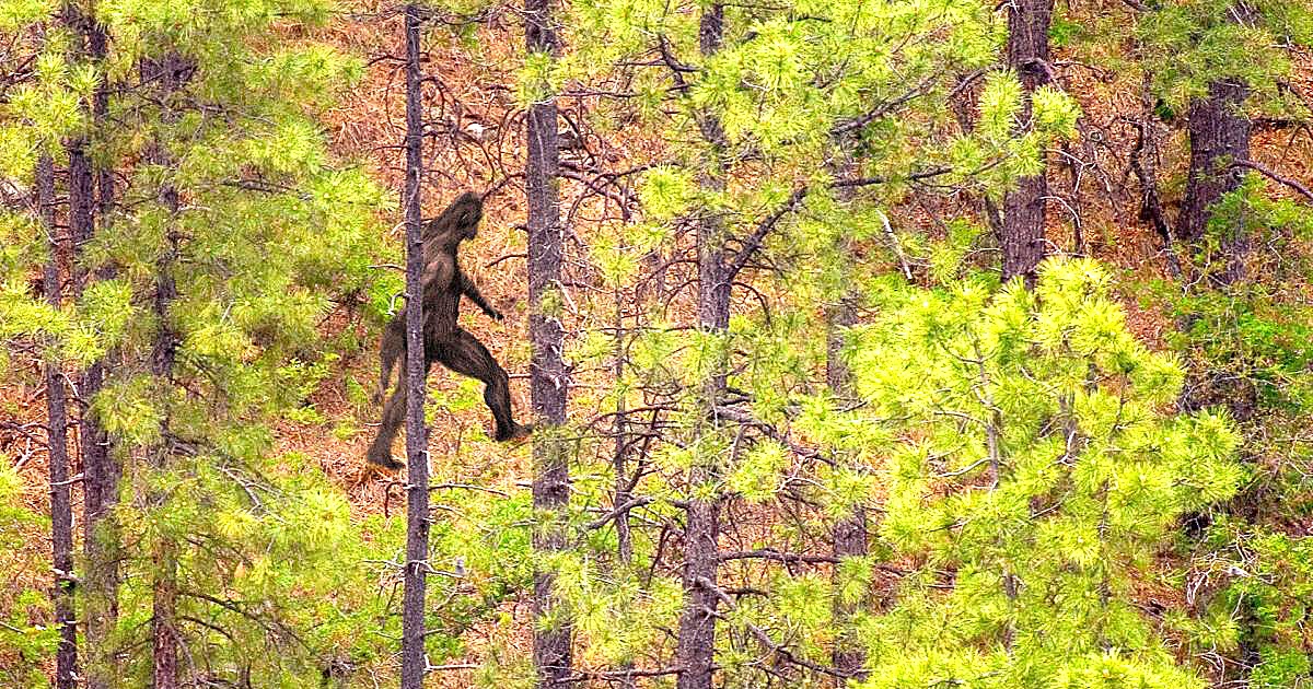 On the new episode of the Cryptid Campfire video podcast, one of the hosts heads out into the Florida countryside on a Skunk Ape expedition!