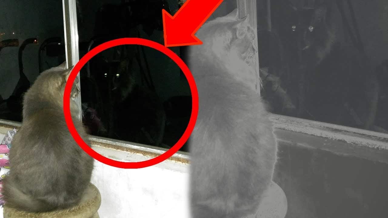 The new episode of the Hush Hush Society Conspiracy Hour video podcast looks into the legend of the Killakee Cat.