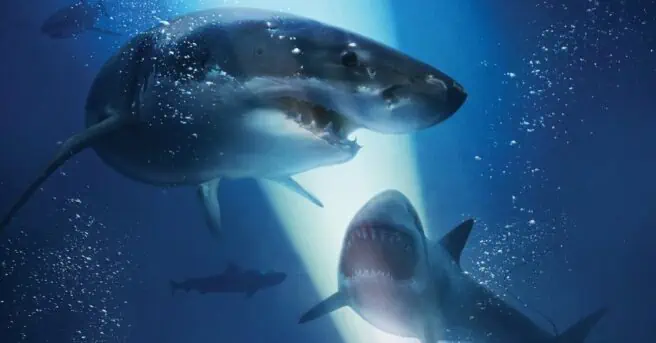 Johannes Roberts, director of both 47 Meters Down movies, is now set to direct a shark thriller called The Red Triangle