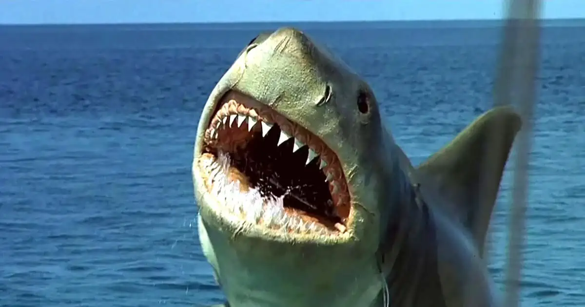 A new teaser has been unveiled for the Jaws: The Revenge documentary The Shark That Roared (formerly known as Jaws Goes to the Bahamas)