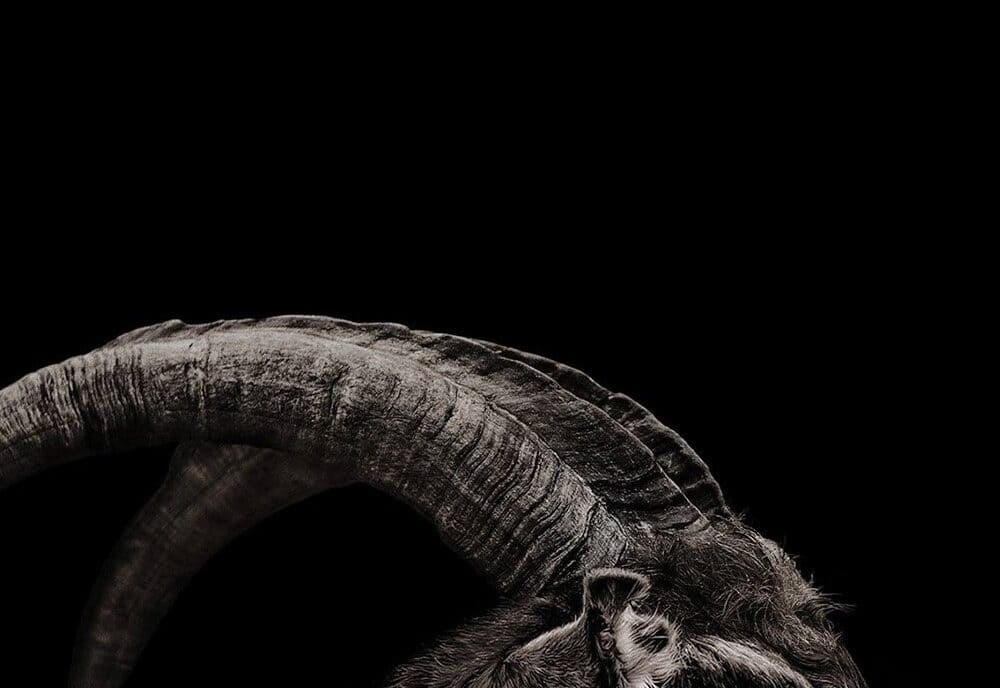 The Witch