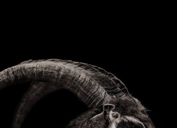 The Witch