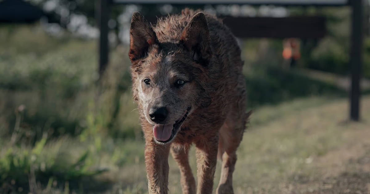 pet sematary, bloodlines