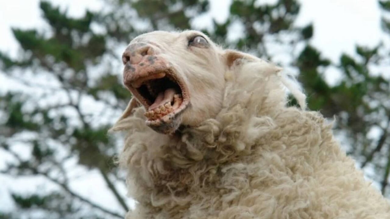 black-sheep-featured-1280x720.jpg