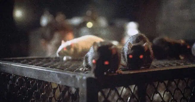 rats, night of terror