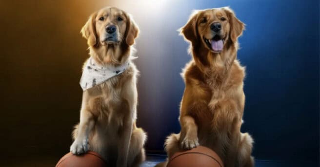 air bud